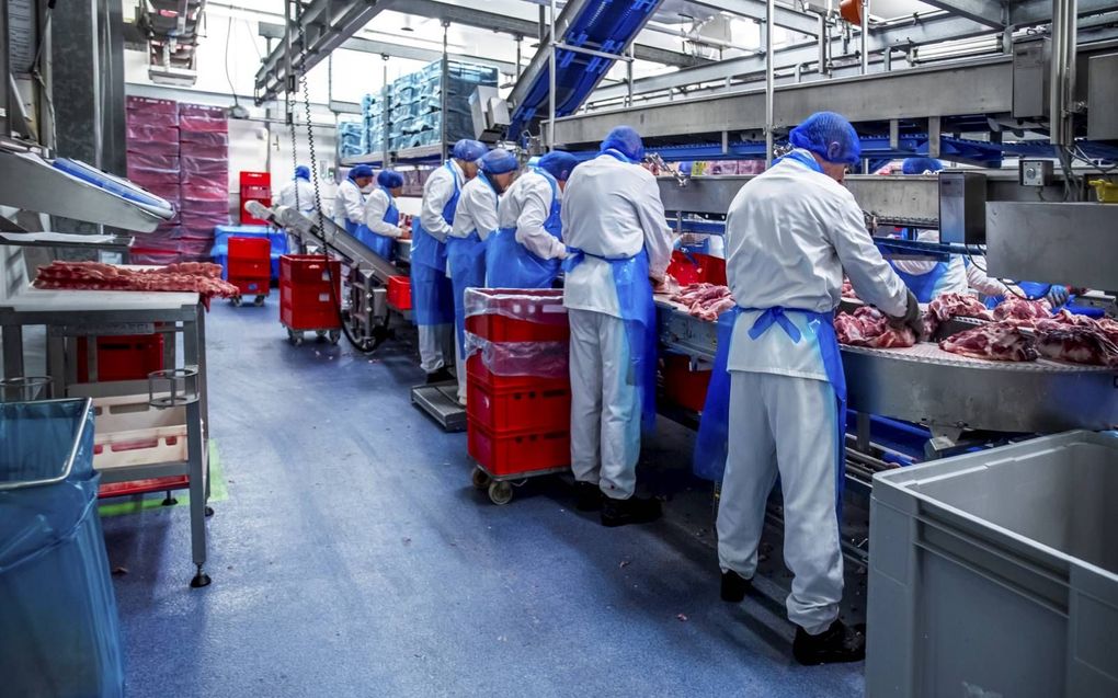 In slachthuizen werken veel arbeidsmigranten dicht op elkaar. Foto van voor de coronacrisis: varkensslachterij Westfort in IJsselstein. beeld ANP, Angeliek de Jonge