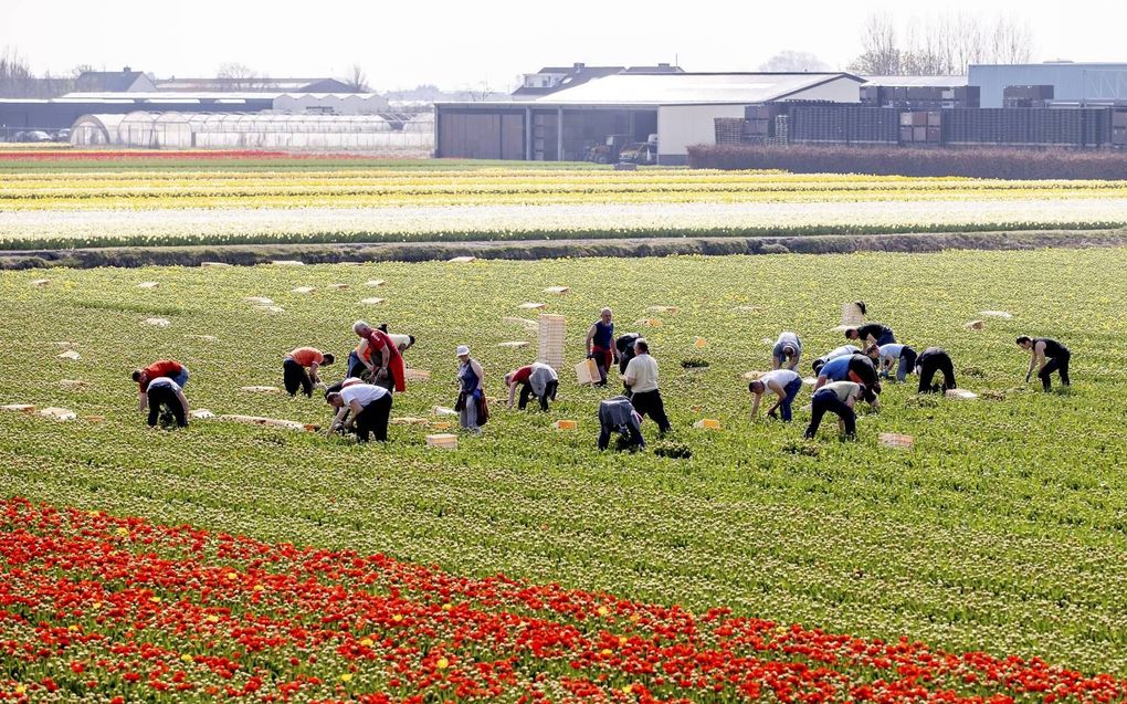 Seizoensarbeiders werken naast elkaar op de bollenvelden bij Lisse. beeld ANP, Koen van Weel