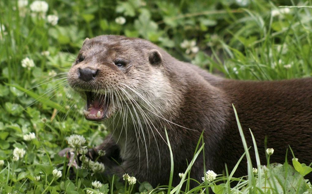 De otterpopulatie in Nederland groeit. Van 2002 tot 2014 werden er 38 otters uitgezet in Nederland. Inmiddels zijn er 360. beeld Wikimedia