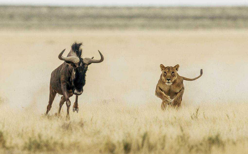 Een leeuwin jaagt in het wildpark Etosha in Namibië (zuidelijk Afrika) op een jonge gnoe. beeld George Turner, Mercury Press