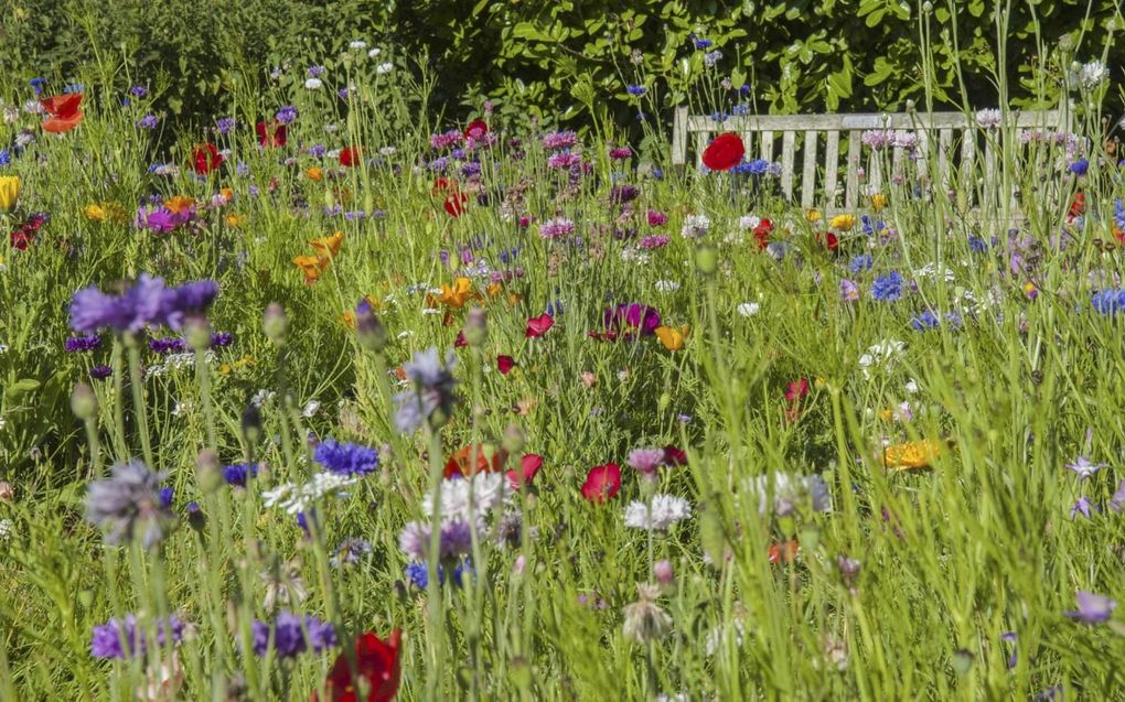 Een tuin met veel wilde bloemen trekt allerlei soorten insecten aan.  beeld publicdomainpictures.net