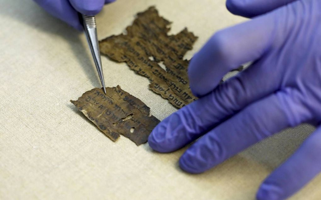 Een conservator toont een Dode Zeerolfragment. beeld AFP, Menahem Kahana