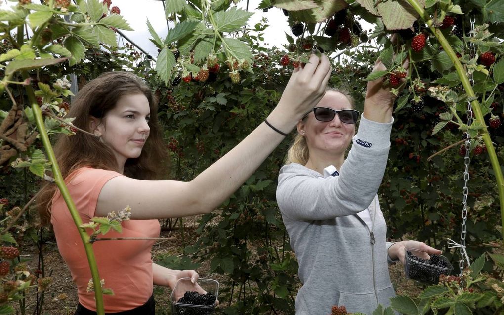 Enkele consumenten plukken dinsdag voor een spotprijs alvast de eerste bramen bij fruitteler Frederik Bunt in Slijk-Ewijk in de Betuwe. Ze mogen er bovendien net zoveel eten als ze lusten. Om te voorkomen dat de bramen gaan rotten aan de struiken, organis