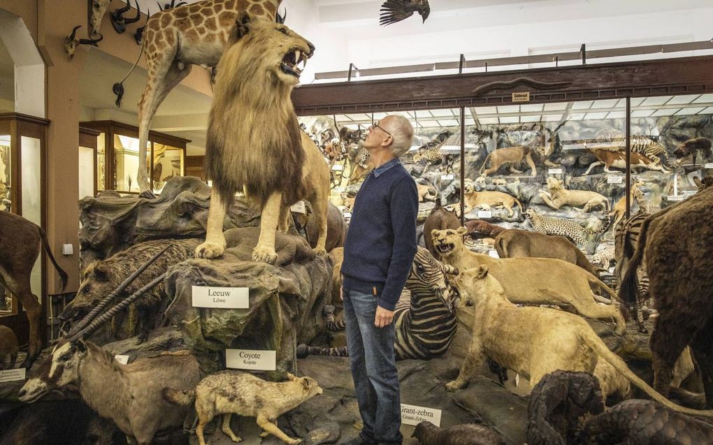 Conservator Jan Euwals staat tussen de opgezette dieren in het Missiemuseum in het Limburgse Steyl. beeld RD, Henk Visscher