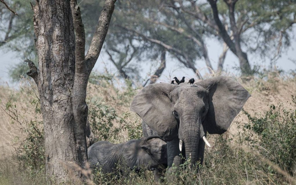 ​Afrikaanse olifanten in het Murchison Falls National Park in het noordwesten van Oeganda. beeld AFP, Yasuyoshi Chiba