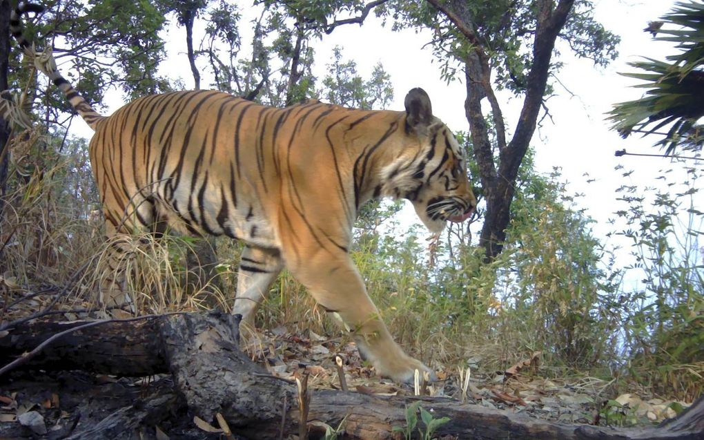 Tijger in een afgelegen regio van West-Thailand. In Zuidoost-Azië gaat het door stroperij slecht met de roofdieren. beeld AFP