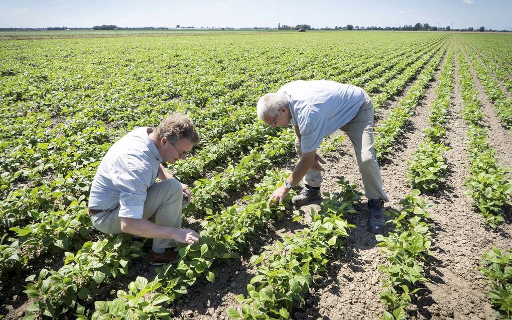 Toeleverancier Van Iperen is actief in allerlei agrarische takken waar gewassen groeien, of het nu om akkerbouwgewassen (foto) gaat, glasgroenten, fruitbomen, bloembollen of gras. beeld Niek Stam