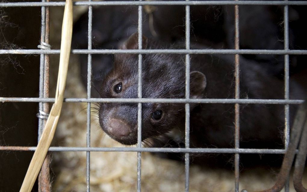 De laatste 110 nertsenhouders mogen dit najaar hun dieren nog pelzen. Dan is het over en uit.  beeld ANP, Jeroen Jumelet