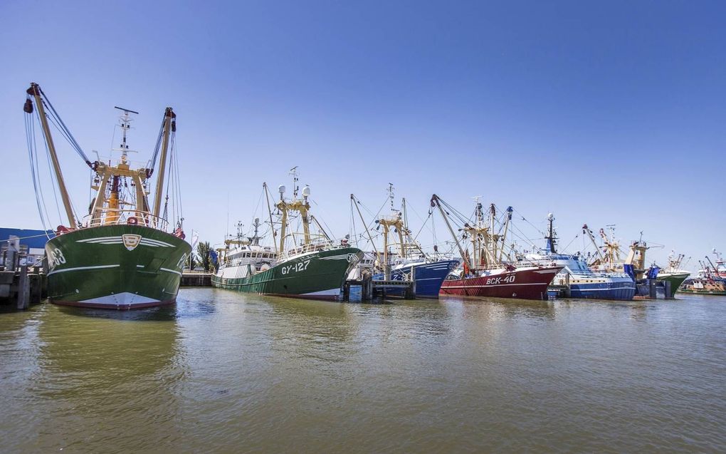 Kotters in de haven van Harlingen, waaronder schepen die in het VK zijn geregistreerd. Het VK wil dat ”vlagkotters” straks 65 procent van hun vangst in Britse havens aanlanden. beeld RD, Henk Visscher