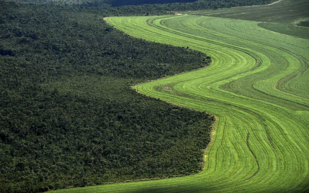 In Brazilië en Colombia vindt grootschalige houtkap plaats om ruimte te maken voor bijvoorbeeld landbouw. Foto: gecultiveerd land in Formosa do Rio Preto, Brazilië, mei 2019. beeld AFP, Nelson Almeida
