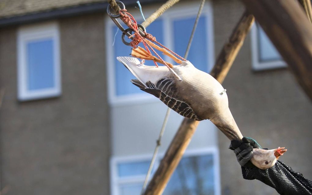 In Nederland is een kunstgans tegenwoordig het slachtoffer bij het ganstrekken in Grevenbicht. beeld Annemiek Mommers