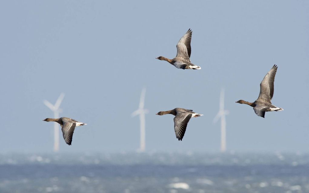 Kleine rietganzen vliegen langs de Oost-Engelse kust. beeld David Tipling