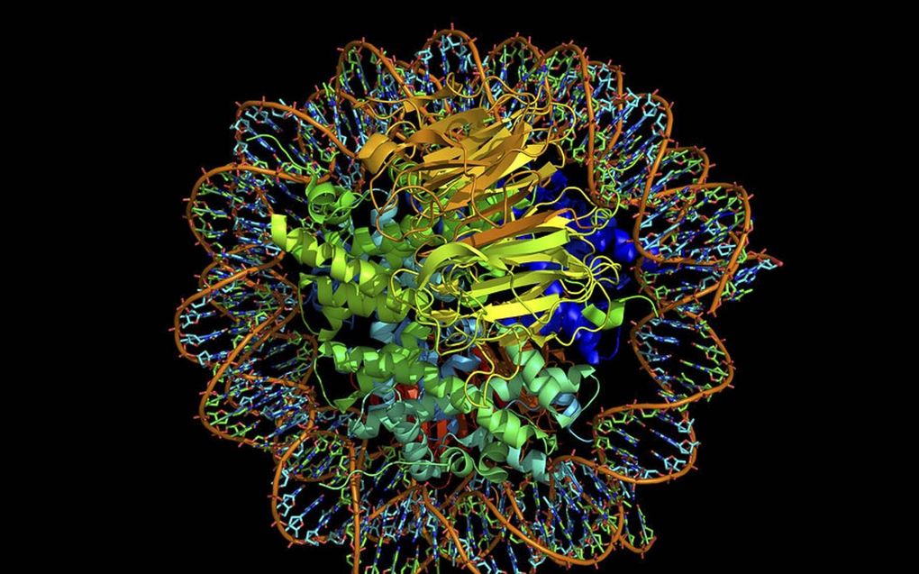 Ook de multidimensionale structuur van DNA in functioneel. beeld jonlieffmd.com