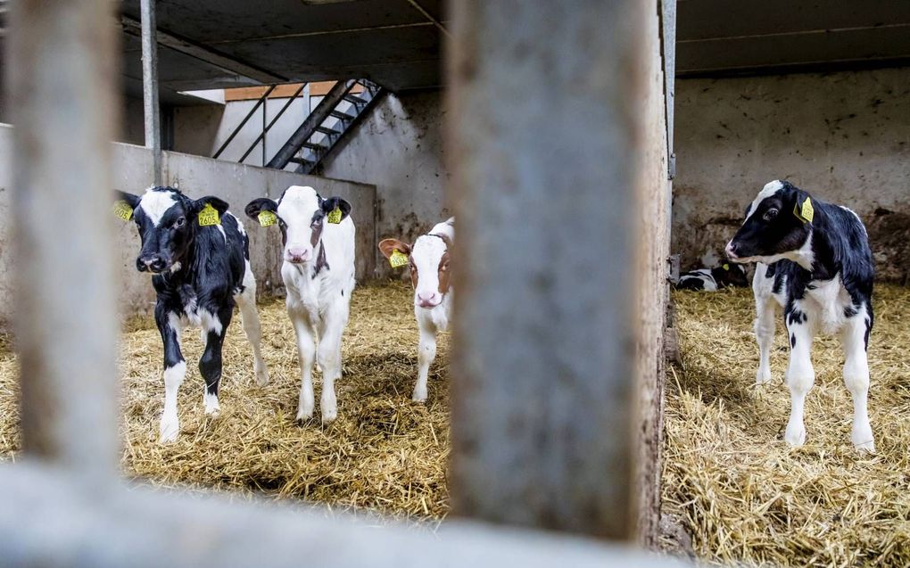 Kalfjes op stal bij een melkveehouder. In de zogeheten kalverfraude uit 2018 zijn ruim honderd boeren beboet. Twintig anderen moeten voor de rechter verschijnen. Destijds verdacht het ministerie van Landbouw duizenden boeren van gesjoemel om meer dieren t