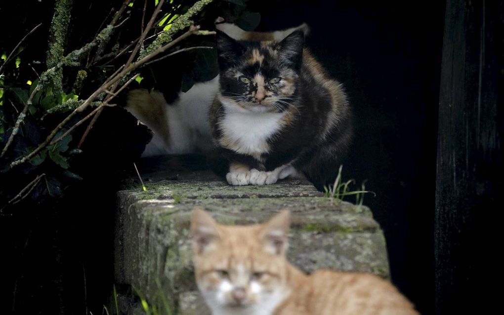 Op het waddeneiland Texel is een grootschalige actie bezig om de overlast veroorzaakt door zwerfkatten te verminderen.  beeld ANP, Sander Koning