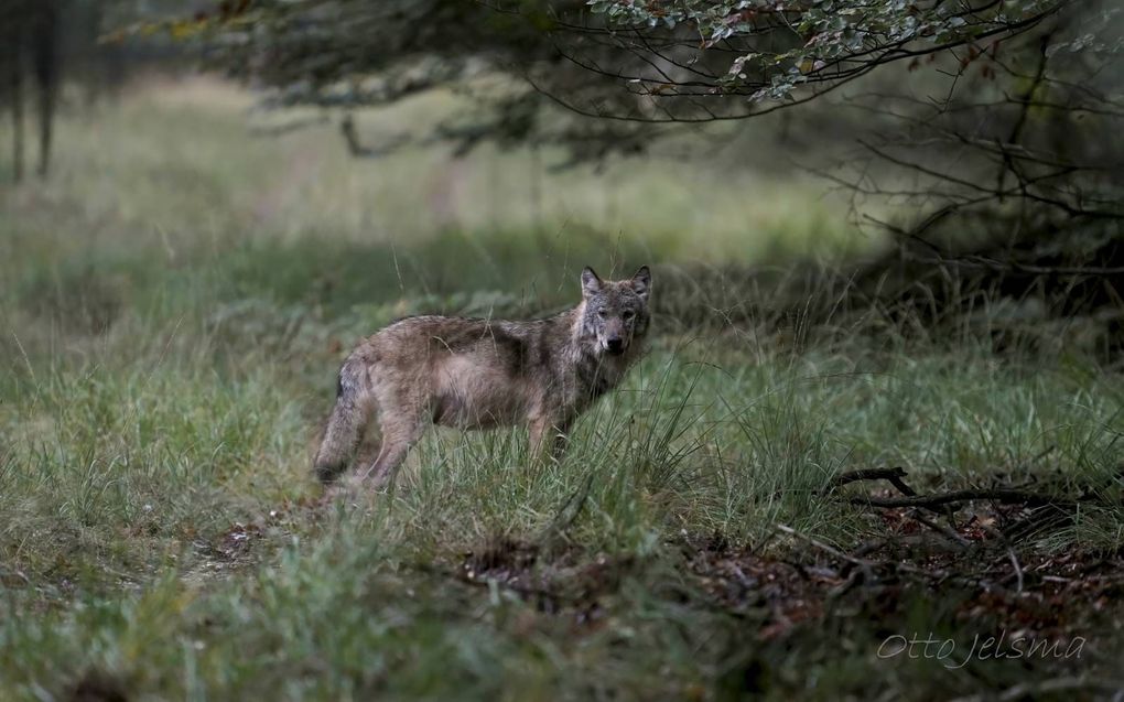 Nederland is een diersoort rijker, de wolf, maar andere soorten verdwijnen juist. beeld Otto Jelsma