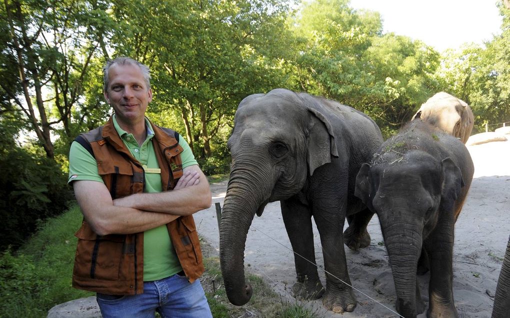 Harald Schmidt, hoofd afdeling Dier en Plant bij Diergaarde Blijdorp. Schmidt is tevens coördinator van het olifantenfokprogramma namens de Diergaarde. beeld Blijdorp, Rob Doolaard