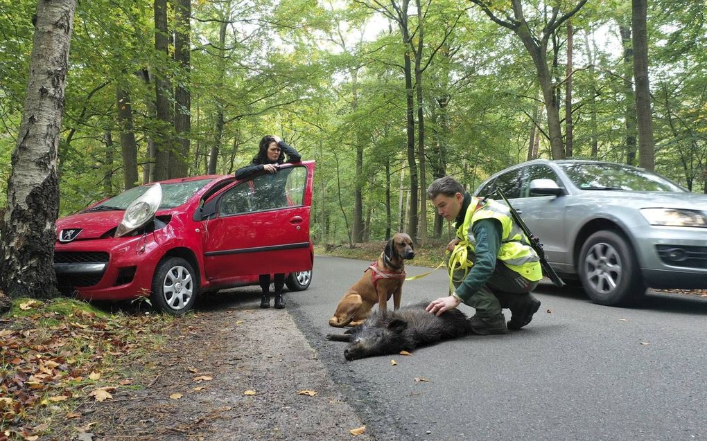 Een jager uit Staverden controleert of een zojuist aangereden wild zwijn echt dood is. Het aantal aanrijdingen met wilde dieren in ons land is in vijf jaar tijd opgelopen van bijna 6.000 tot 10.000 in 2019. beeld VidiPhoto