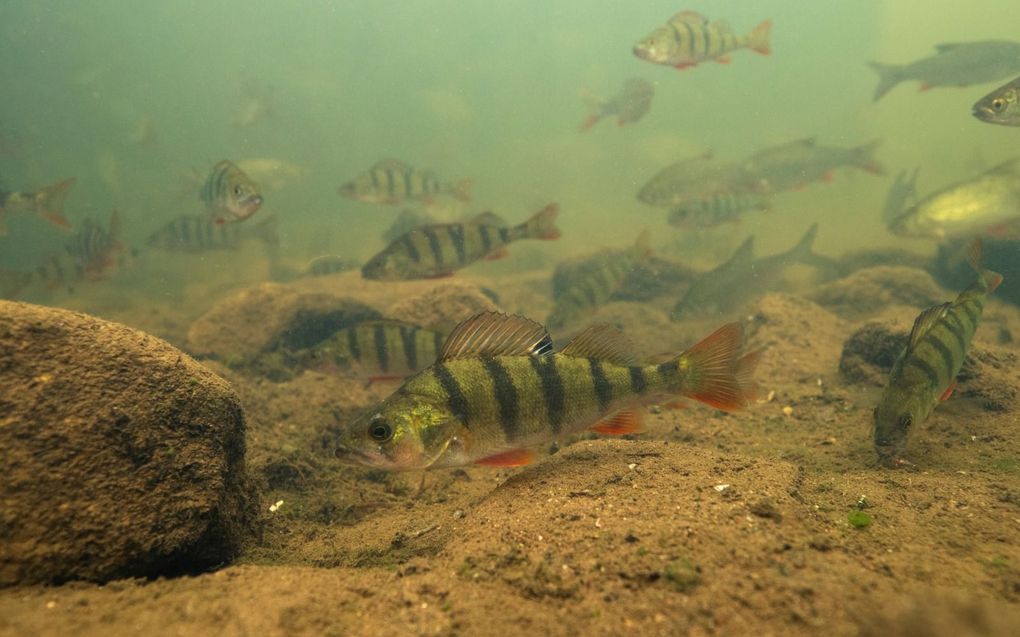 Meer soorten vis in Nederland door schonere wateren
