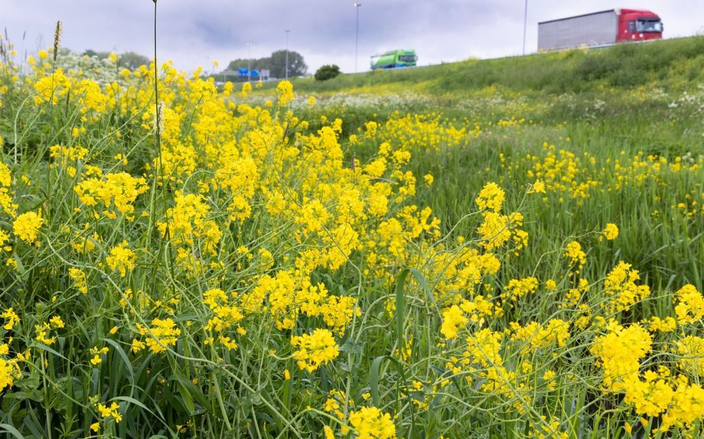 Is het koolzaad of raapzaad?