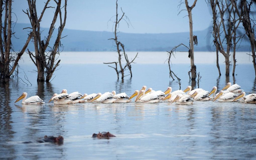 Vogels hebben tand-DNA, maar ze hebben naar hun aard geen tanden. Dat roept de vraag op waarom God elke vogelcel nutteloos DNA toebedeeld heeft, toen Hij vogels schiep naar hun aard. beeld iStock