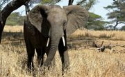 „Naast dat de natuur ons begrenst, levert ze ook oplossingen. Bijvoorbeeld de slurf van een olifant die als voorbeeld dient voor een nauwkeurige robotgrijper.” beeld Wikimedia