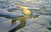 Het Noordpoolgebied warmt door klimaatverandering sneller op dan welk ander gebied ter wereld ook. De zee-ijsbedekking neemt daardoor sterk af. Daardoor treedt een kettingreactie op die ijzig weer op het noordelijk halfrond veroorzaakt. beeld iStock