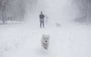 Honden hebbben de tijd van hun leven in Madrid. De Spaanse hoofdstad kampt met de hevigste sneeuwval in vijftig jaar. Storm Filomena brengt bar winterweer en bijbehorende ijzige temperaturen in grote delen van het mediterrane land.  beeld AFP, Benjamin Cremel