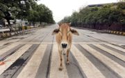 De koe heeft in India een heilige status. Radicale hindoes verenigen zich in knokploegen om het dier te beschermen. beeld EPA, Harish Tyagi
