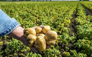 In de kurkdroge zomer van 2018 viel de aardappeloogst flink tegen. Tegenvallende oogsten passen bij klimaatverandering. beeld ANP, Lex van Lieshout