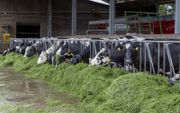 Landbouwspecialisten van de SGP vrezen dat de nieuwe stikstofwet zal leiden tot een forse inkrimping van de veehouderij. ​ beeld RD, Henk Visscher