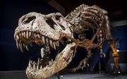 Over de hele wereld graven paleontologen dinosauriërbotten op. Foto: De Tyrannosaurus rex van natuurhistorisch museum Naturalis in Leiden luistert nar de naam Trix. beeld ANP, Marten van Dijl