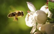 Een honingbij snoept van een bloemetje en loopt daarbij onbedoeld een portie stuifmeel op. Een mondkapje biedt gedeeltelijke bescherming tegen corona én tegen stuifmeel. Hooikoortspatiënten zouden daar baat bij kunnen hebben. beeld iStock