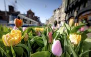 Tulpen in Amsterdam. beeld ANP, Robin van Lonkhuijsen