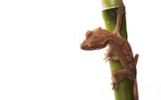 De gekko. beeld iStock