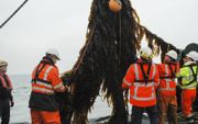 Het zeewier wordt geoogst.  beeld North Sea Farmers