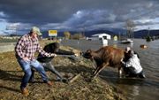 Een koe wordt in Abbotsford op het droge getrokken. beeld Reuters, Jennifer Gauthierd​