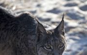 Lynx. beeld AFP, Christina Quicler