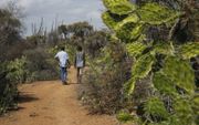 In het droge zuiden van Madagascar wil nog maar weinig groeien. beeld AFP, Rijasolo