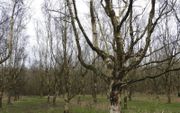 Grillig gesnoeide zaadgaard in het Urkerbos, de bron van veelgevraagde berkjes. beeld Kees van Reenen
