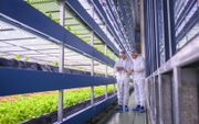 Het ‘groeiwater’ van VitalFluid uit Eindhoven kan prima worden toegepast bij vertical farming of etageteelt, zoals hier van sla. beeld iStock