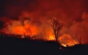 De bosbranden in Siberië zijn groter dan alle andere branden in de wereld samen. beeld Getty Images
