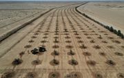 De groengordel bij Karbala is 100 meter breed. Van de geplande 76 kilometer is sinds 2006 volgens Arab News 48 kilometer gerealiseerd. beeld Reuters, Alaa Al-Marjani