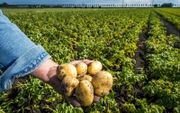 „In de zogeheten gebiedsprocessen kunnen provincies het algemeen belang van een vitale agrarische sector bewaken en zo de voedselzekerheid bevorderen.” beeld ANP, Lex van Lieshout