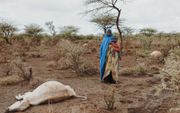 Gevolgen van droogte in Ethiopië. beeld ZOA, Lieuwe Siebe de Jong