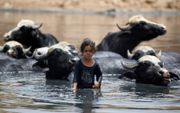 Een jonge Iraakse herderin koelt ten oosten van de Iraakse hoofdstad Bagdad buffels in de 'rivier' de Diyala. De Diyala was ooit een zijrivier van de Tigris, maar staat vanwege de droogte nu vol afvalwater. beeld AFP, AHMAD AL-RUBAYE