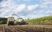 „Boeren oogsten nu vroegtijdig de onvolgroeide maïs.” beeld iStock
