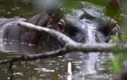 Nijlpaard in Colombia. beeld AFP, Raul Arboleda