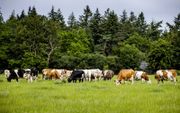 Koeien in een weiland in de Gelderse Vallei. Ede komt als eerste gemeente in de regio met een eigen stikstofbeleid. beeld ANP, Sem van der Wal
