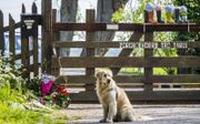 Eén van de honden van de zorgboerderij Tro Tardi bij de bloemen bij de ingang van de zorgboerderij in Alblasserdam, in mei 2022. De verdachte van de schietpartij, John S., stond maandag terecht. beeld ANP, Jeffrey Groeneweg